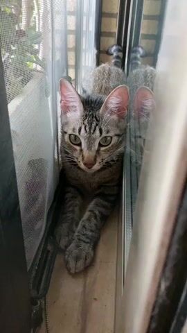 This media file captures a close-up of a young tabby cat with green eyes, lying down and looking directly at the camera. The cat is positioned in a narrow space, likely between a window screen and a window frame, with its body parallel to the frame. The background is slightly out of focus but suggests an outdoor setting with hints of greenery and a brick wall visible through the window. The lighting appears to be natural daylight, suggesting it is daytime. The cat's ears are perked up, and its expression is alert and curious. A black and white striped collar is visible around the cat's neck in some frames. The cat's tail is also visible, curled up behind it. The overall impression is one of a domestic cat observing its surroundings from a sheltered vantage point.