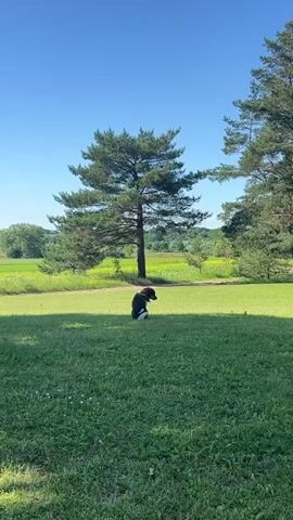 A border collie dog is in a grassy yard on a sunny day. The dog is wearing a black and white coat. The dog is facing away from the camera, looking towards a large tree. The yard is bordered by a field of yellow flowers and trees in the distance. The sky is clear and blue.
