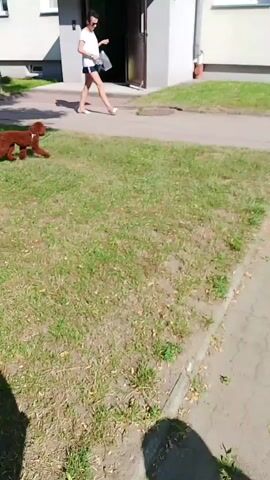 A person is walking a small, reddish-brown dog on a leash. The person is wearing a white t-shirt, dark shorts, and sunglasses. The dog appears to be a poodle or a similar breed with curly fur. They are walking on a paved path next to a grassy area. In the background, there is a modern building with white walls and windows, and a bench. Further in the background, there are trees and a residential building with a red roof. The scene suggests a sunny day, likely in the late morning or early afternoon, given the bright sunlight and shadows. The overall atmosphere appears relaxed and casual, indicating a leisurely walk. There is no visible text in the media. The location context is Kolno, Poland.