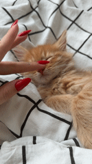 Person with red nails pets sleeping orange kitten in Khimki