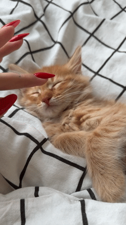 Person with red nails pets sleeping orange kitten in Khimki