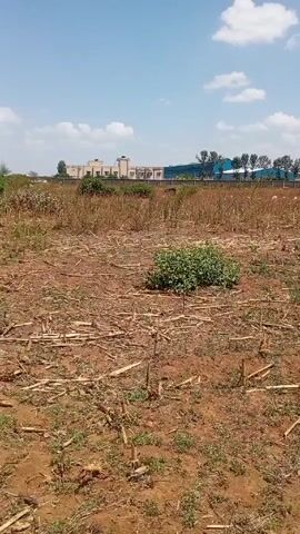The video shows a dry, barren field with stubble and remnants of harvested crops scattered across the reddish-brown soil.  In the center is a patch of green vegetation. In the background is a building complex with multiple structures, including a building with a water tank on top, enclosed by a wall or fence. The sky is blue with scattered white clouds.  The video appears to be taken during the daytime. A black dog wanders across the field.