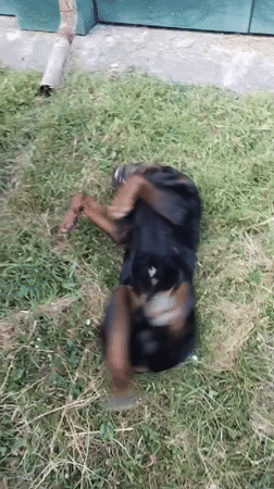 Rottweiler plays outside in Horishni Plavni amid summer greenery