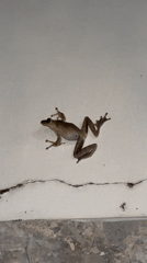 Brown frog observed on cracked wall in Vietnam