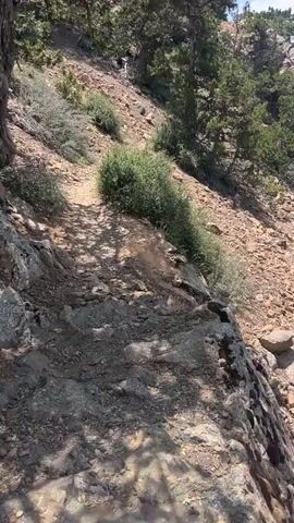 The video pans across a rocky, sun-dappled mountain trail with sparse vegetation. Evergreen trees dot the hillside. A narrow dirt path winds upward. The ground is covered in loose rocks and dirt, with patches of low-lying shrubs and bushes. The sky is visible in the upper right corner, with some scattered white clouds. The overall impression is of a dry, arid mountainous environment.