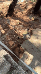 Dog walks concrete ledge near cliffs in Montenegro coastal town