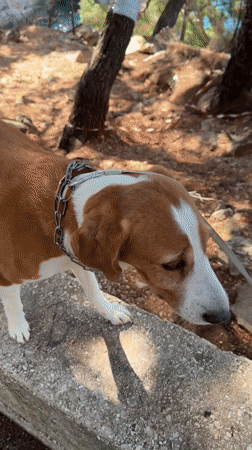 Dog walks concrete ledge near cliffs in Montenegro coastal town