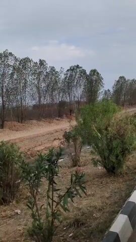 A vertical video shows a natural landscape with trees and a dirt path. The path appears to be along a canal or ditch. The sky is overcast with clouds. The camera is moving, suggesting it is being held by someone walking or riding in a vehicle. There are no people or animals visible in the video.