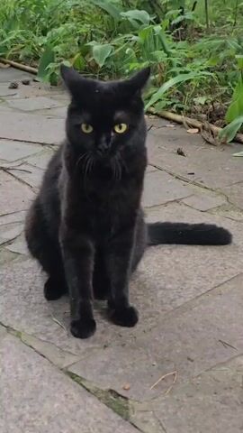A black cat sits on a stone pathway, facing the camera directly. The cat has bright yellow eyes and appears alert. Its tail is extended to its right. Green foliage and some small twigs are visible in the background, suggesting an outdoor setting. The lighting indicates it is daytime. There are no other animals or people present in the frame.