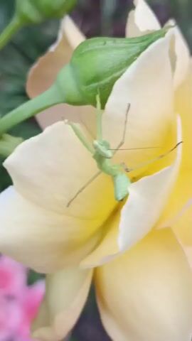 A small praying mantis is perched on a light yellow rose petal. The insect is light green with long, slender legs and antennae. A green rosebud is visible above the mantis, and out-of-focus pink flowers are in the background. The video is a close-up shot.