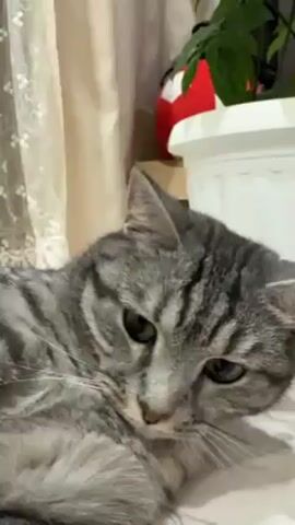 A gray tabby cat is lying down and looking at the camera. A white curtain and a white plant pot are in the background. A red stuffed object can also be seen. The camera zooms in on the cat's face. Someone speaks to the cat.