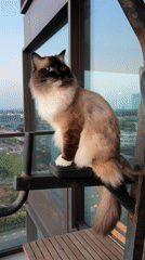 Ragdoll cat sits on exercise equipment in Rijswijk home