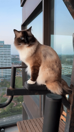 Ragdoll cat sits on exercise equipment in Rijswijk home