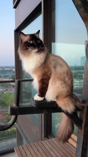 Ragdoll cat sits on exercise equipment in Rijswijk home
