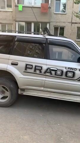The video begins with a close-up shot of a silver SUV, possibly a Toyota Land Cruiser Prado, parked on a paved road. The car is clean and appears to be in good condition. The camera then pans to the left, revealing a multi-story apartment building with a weathered facade and several windows. Some windows are open, and laundry is visible hanging from balconies. A green and a reddish-brown cloth are draped over a railing on one of the balconies.

The scene then shifts to a wider view of the surroundings. A street sign on a pole is visible near the apartment building. The area is characterized by overgrown green grass and trees, suggesting a somewhat unkempt but natural environment. Further in the background, a park-like setting can be seen with more trees and a pathway. A few people, including children, are walking in the distance. The overall atmosphere suggests a casual, everyday scene, likely in a residential area.

The lighting indicates it is daytime, possibly late afternoon or early evening, given the soft light and long shadows. The weather appears to be mild and possibly warm, given the presence of open windows and the greenery. The location is identified as Artyom, Russia, which fits the architectural style of the apartment building and the vegetation.

There is text visible on the side of the SUV: "PR". The rest of the text is cut off.
