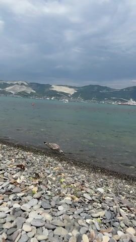 A seagull stands on a pebble beach next to the water. The water is clear and shallow near the shore, with ripples. In the background, mountains rise up, with buildings and a road visible on their slopes. A small white boat is in the water in the middle distance. The sky is cloudy and appears overcast.