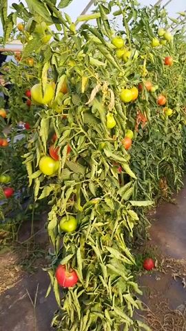 This video shows rows of tomato plants growing inside a greenhouse. The plants are lush and green, with many tomatoes visible, some ripe and red, others still green. Fallen tomatoes are scattered on the ground between the rows. The greenhouse structure is visible, with arched supports and translucent covering. The lighting suggests it is daytime.