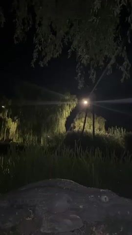 The video shows a dark, outdoor scene at night. In the foreground, the scaly back and part of an eye of a large reptile, likely an alligator or crocodile, are visible on the ground. The reptile is resting on what appears to be a dark, rocky or earthy surface, with tall grass growing around it. Beyond the reptile, there is a body of water, possibly a pond or lake, reflecting the light from street lamps. These street lamps illuminate weeping willow trees and other vegetation along the far bank of the water. The overall atmosphere is dimly lit and somewhat eerie due to the nighttime setting and the presence of the large reptile.