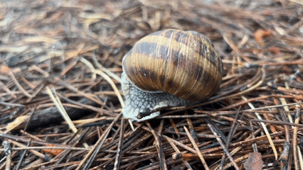 Close-up forest floor study: snail and pinecone among pine needles