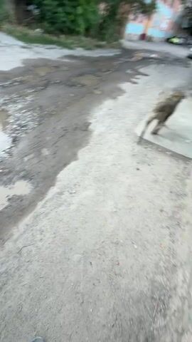 A black and white husky dog is walking in a muddy area. The dog turns its head to look at the camera. The dog's tongue is hanging out. The dog is walking on a dirt road. There are puddles of water on the road. There is a fence and trees in the background. The video is shaky and blurred, making it difficult to see details.