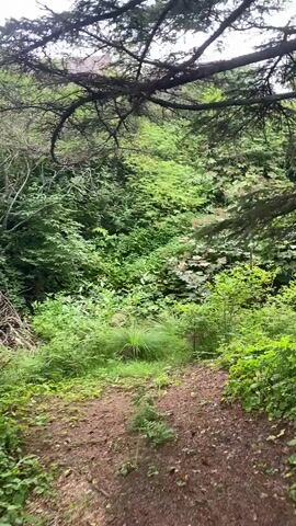 The video shows a first-person perspective of a person walking along a dirt path through a lush, green forest. The path is narrow and winding, with dense vegetation on either side. Tall trees with thick foliage overhead create a canopy, allowing dappled sunlight to filter through. The ground is covered with leaves and small plants. The movement is slightly shaky, indicating the person is actively walking. The overall impression is one of a peaceful, natural setting.
