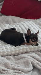 Chihuahua rests on pillow in London home