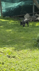Rural life moments: playful dog, baby chicks, nature details