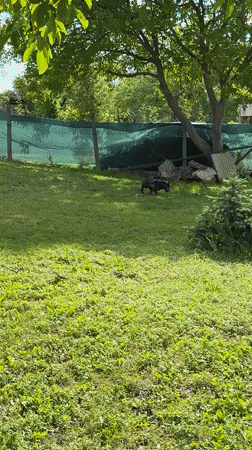 Rural life moments: playful dog, baby chicks, nature details