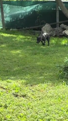 Rural life moments: playful dog, baby chicks, nature details