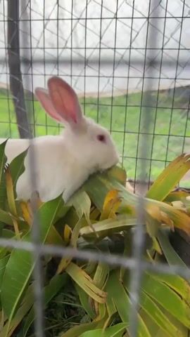 A white rabbit with pink eyes and large ears is eating from a pile of green and yellow leaves inside a cage. The cage has a wire mesh exterior and a blurred background of green foliage. The rabbit is positioned in the center of the frame, with its head slightly tilted as it chews.