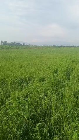 This is a first-person perspective video of a person walking through a field of green crops. The crops appear to be a mix of tall grasses and lower leafy plants. In the distance, there are more fields, some with taller plants resembling corn, and rolling hills with trees. The sky is partly cloudy. The camera pans from left to right, showing the expanse of the fields. At one point, a small white dog is briefly visible in the distance. The overall impression is of a rural, agricultural landscape on a bright day.