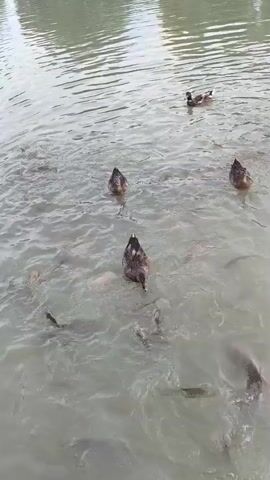 This media file captures a serene natural scene with a body of water teeming with life. The subjects are several ducks and a multitude of fish, including a distinctive bright orange koi. The ducks are actively swimming and interacting with the water, while the fish are a visible presence beneath the surface, suggesting a feeding or natural gathering.

The setting appears to be a pond or a calm lake, likely in an outdoor environment given the natural lighting. The water is somewhat murky, indicating it's not crystal clear but still allows for good visibility of the aquatic life. The overall atmosphere is peaceful and observational, focusing on the coexistence of different species in their shared habitat. There are no visible people, man-made objects, or text within the frame. The time of day and weather are not explicitly indicated, but the lighting suggests it could be daytime, possibly overcast or late afternoon, given the diffused light. The location context provided is Komsomolskoe, Kyrgyzstan, which adds a geographical layer to the interpretation of this naturalistic scene.