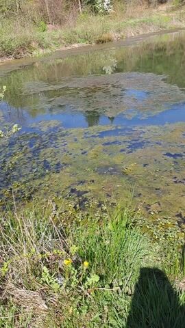 The video shows a pond with an algae-covered surface on a sunny day. The edges of the pond are lined with tall grass and yellow dandelions. Behind the pond, trees can be seen reflecting on the water's surface.
