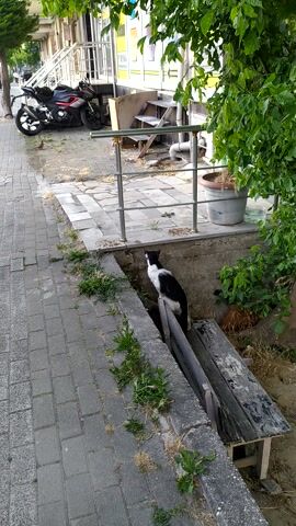 The media file captures a black and white cat lying on a narrow wooden beam. The cat is positioned horizontally, with its head facing left and its body stretching to the right. It appears to be relaxed and resting.

The scene is an outdoor setting, likely a backyard or alleyway, with a brick-paved walkway in the foreground. To the left, a portion of a building is visible, along with a parked motorcycle and some green foliage. The building has a modern design with large windows and some visible pipes and structural elements. Further back, there is a large planter pot and more vegetation. A dilapidated wooden bench is situated behind the cat, adding to the slightly unkempt nature of the area.

The overall impression is one of a quiet, everyday moment. The lighting suggests it is daytime, possibly late morning or afternoon, with natural light illuminating the scene. There are no people visible. The presence of the motorcycle, building, and walkway suggests an urban or suburban environment, consistent with the provided location context of Avcılar, Turkey. The cat seems comfortable and at ease in its environment, perhaps enjoying a moment of repose in a somewhat utilitarian space. No text is visible in the media file.