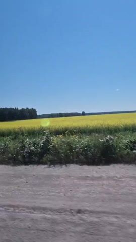 A dirt road runs along the bottom of the frame with a vibrant yellow field stretching to the horizon under a clear blue sky. The field appears to be rapeseed or canola, a common crop. Some green vegetation is visible along the edge of the road, bordering the yellow field. The image seems to be taken from a moving vehicle, indicated by the slight blur of the foreground. There are no people or specific objects of note in the frame besides the natural landscape.