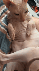Hairless cat receives gentle attention from multiple people in Russia
