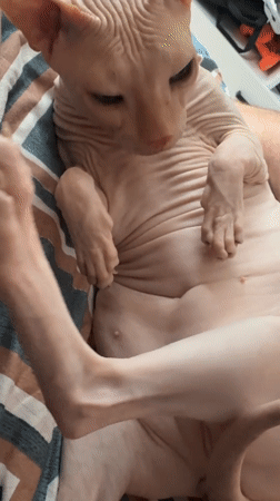 Hairless cat receives gentle attention from multiple people in Russia