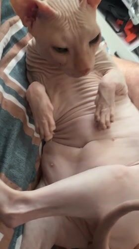 Hairless cat receives gentle attention from multiple people in Russia