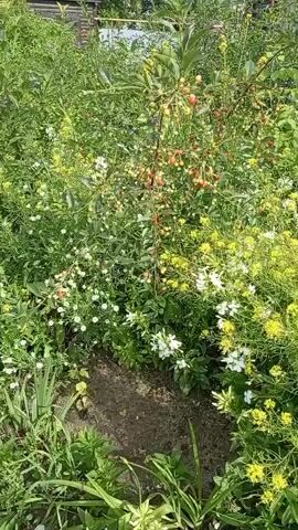 A video shows a dense green bush with white and yellow flowers and red berries. The bush is in full bloom, with many small white flowers and clusters of bright red berries. The video is shot from a slightly low angle, looking up into the bush. The lighting is bright and sunny, indicating it is daytime. The background is blurred, but appears to be more greenery and possibly a building structure.