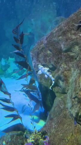 A school of fish swim in a bright blue aquarium. A large rock formation is on the right side of the screen, and kelp sways in the water. There are several fish visible, including a striped fish swimming upwards in the center of the screen and another striped fish swimming left near the top. Smaller, darker fish are also visible in the background. The lighting is bright and the water appears clear.