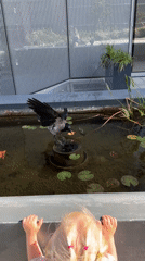 Toddler watches crow at Tel Aviv water feature