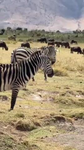 The video shows a grassland with two zebras standing near the camera at the bottom left. One walks away to join the large herd of wildebeest in the distance. In the background is a hilly mountain range.
