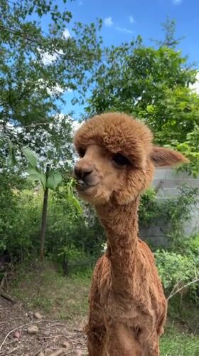 Animals observed at zoo facility in Malo Buchino, Bulgaria