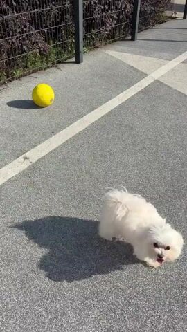 A small white fluffy dog is playing with a yellow soccer ball on a grey paved surface. The dog is positioned in the lower right quadrant of the frame, and the ball is in the upper left quadrant. The dog looks at the ball and then runs towards it. The scene is outdoors, with a fence and some foliage visible in the background. The sun is casting a shadow of the dog on the pavement. The video is shot from a low angle, looking down at the dog and the ball.