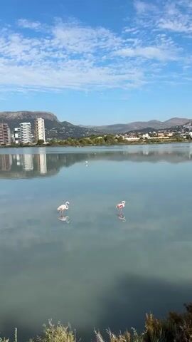 A calm, reflective body of water fills most of the frame under a bright blue sky with scattered white clouds. Two pink flamingos are wading in the water, their reflections clearly visible beneath them. In the background, a line of green trees separates the water from a town with buildings, including a tall, light-colored high-rise on the left. Further in the distance, rolling hills under a hazy sky complete the landscape. The foreground shows glimpses of dry, light-colored plants and shadows.