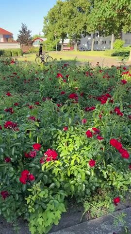 A drone shot pans across a bed of vibrant red roses, their blooms interspersed with lush green foliage. Beyond the rose garden, a paved path leads to a grassy area where a person on a bicycle is visible in the distance, their form silhouetted against the bright, sunny sky. The background features trees with full, green canopies and a modern white building, suggesting a suburban or park-like setting. The time of day appears to be late morning or early afternoon, given the clear blue sky and the angle of the sunlight, casting soft shadows. The overall mood is peaceful and idyllic, capturing a serene moment in nature. There is no visible text in the media file.