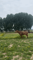 Brown horse runs through flower-filled field in Belgium