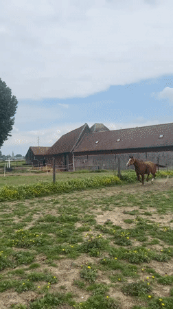 Brown horse runs through flower-filled field in Belgium