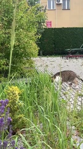 A domestic cat with tabby markings and white on its chest walks through tall green grass in front of a patch of lavender flowers. The cat is looking down into the grass. The background shows a paved area with hexagonal pavers, a line of manicured bushes, and a building with windows and an air conditioning unit. Agricultural equipment, possibly a tiller or rake, is visible behind the bushes. The sky is overcast.