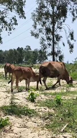 The video shows three brown cows grazing in a grassy field with a large tree and other trees in the background. The calf is nursing from the mother. The ground is a mix of sand and green plants. Power lines and poles are visible in the distance. The sky is blue and there is a slight breeze.